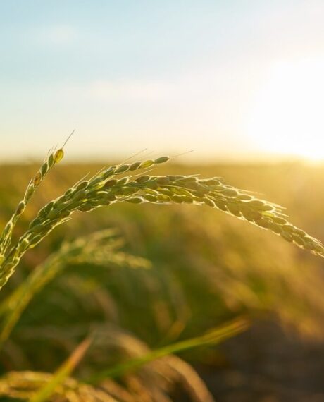 Moore Armenia | Audit, Consulting, Risk Advisory & Tax Services